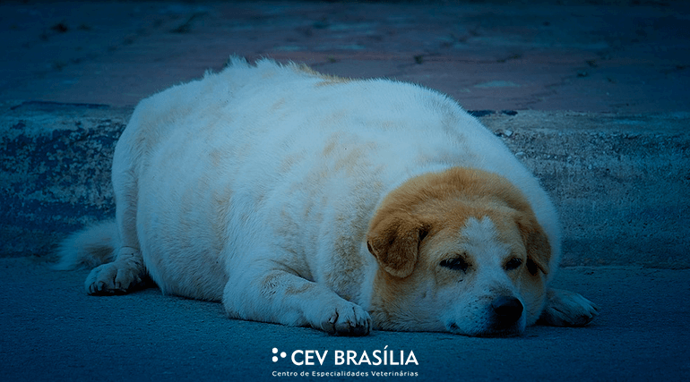 CEV-BRASILIA-CLINICA-VETERINARIA-BRASILIA-CLINICA-001-blog-obesidade-em-caes-e-gatos